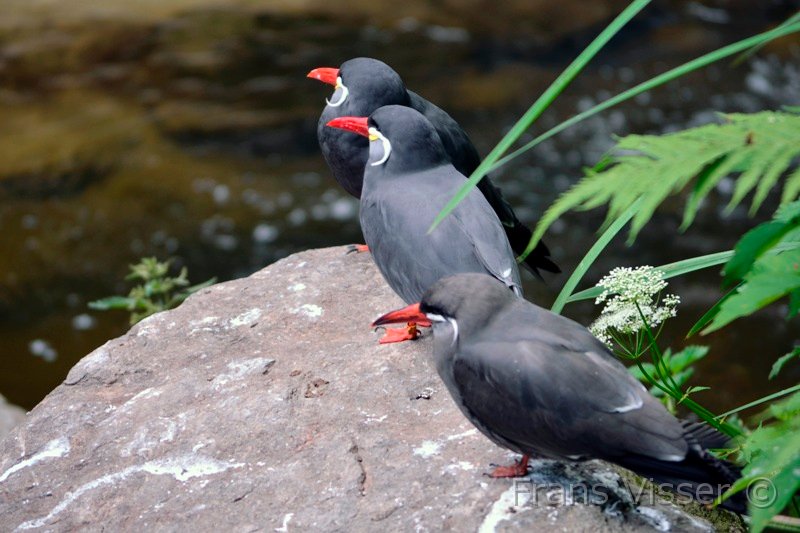 Dierentuin Emmen Mei 2014 02.JPG